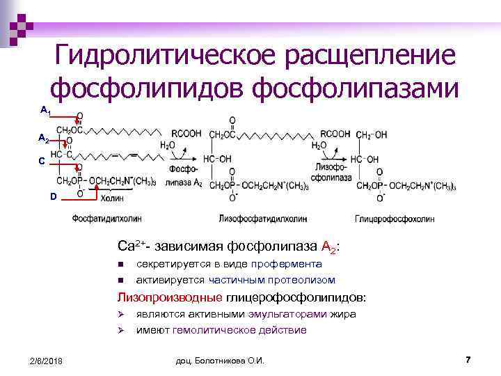 Гидролитическое расщепление фосфолипидов фосфолипазами А 1 А 2 С D Са 2+- зависимая фосфолипаза