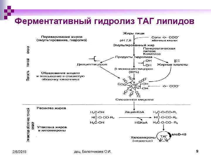 Ферментативный гидролиз ТАГ липидов 2/6/2018 доц. Болотникова О. И. 9 