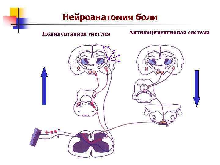 Нейроанатомия боли Ноцицептивная система Антиноцицептивная система 