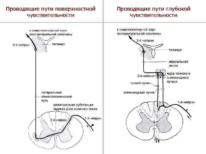 Проводящие пути поверхностной чувствительности Проводящие пути глубокой чувствительности 