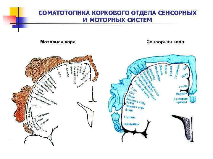 Корковый отдел сенсорной системы