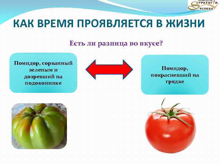 КАК ВРЕМЯ ПРОЯВЛЯЕТСЯ В ЖИЗНИ Есть ли разница во вкусе? Помидор, сорванный зеленым и