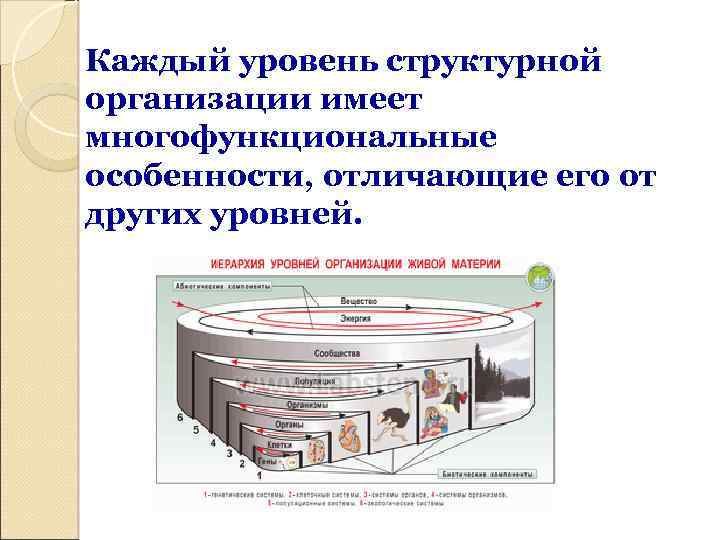 Каждый уровень структурной организации имеет многофункциональные особенности, отличающие его от других уровней. 