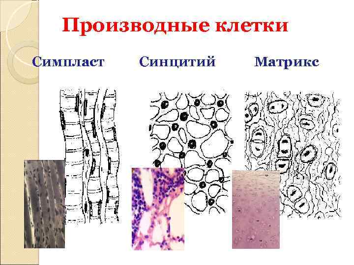 Производные клетки Симпласт Синцитий Матрикс 