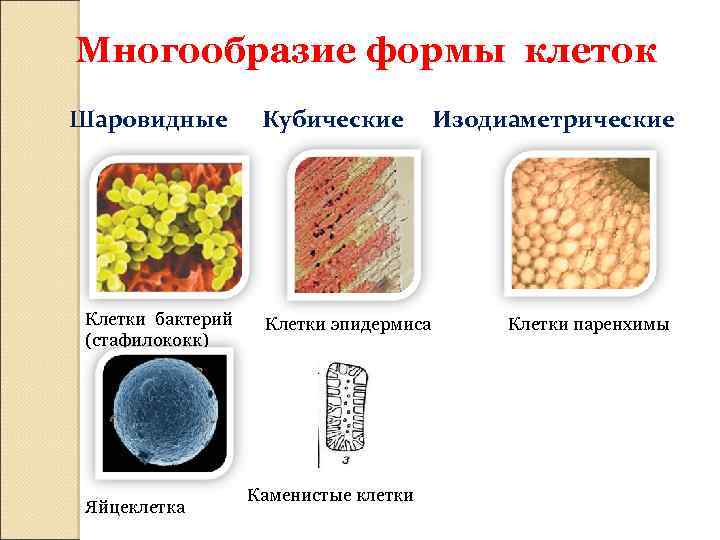 Разнообразие форм клеток. Кубическая форма клетки. Шаровидная форма клетки. Многообразие клеток бактерий. Изодиаметрические формы клеток.