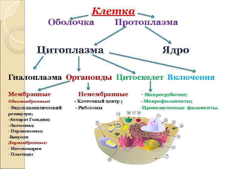 К немембранным компонентам клетки относятся