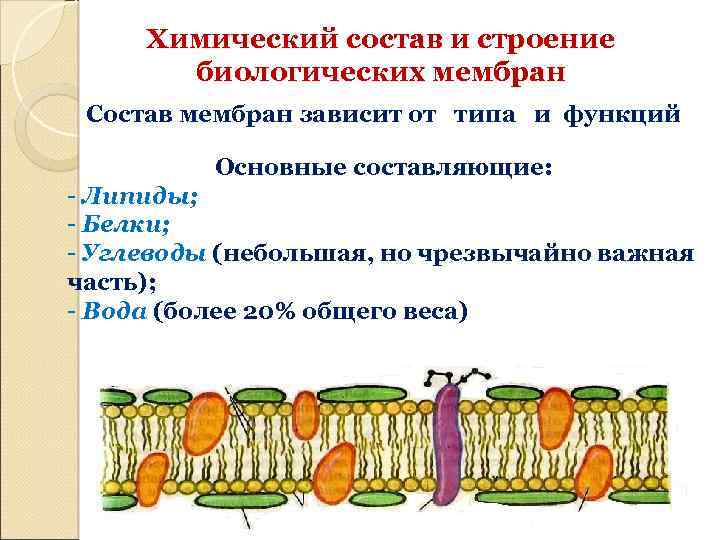 Углеводы в составе клеточной мембраны. Биологические мембраны клетки их строение. Биологические мембраны их химический состав структура и функции. Строение биологической мембраны клетки. Клеточная мембрана биологические структуры.