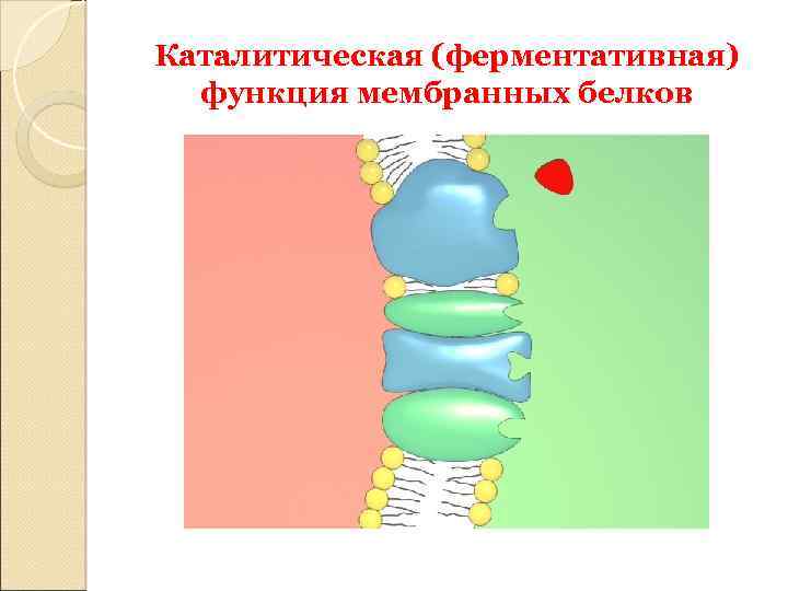 Каталитическая функция белков