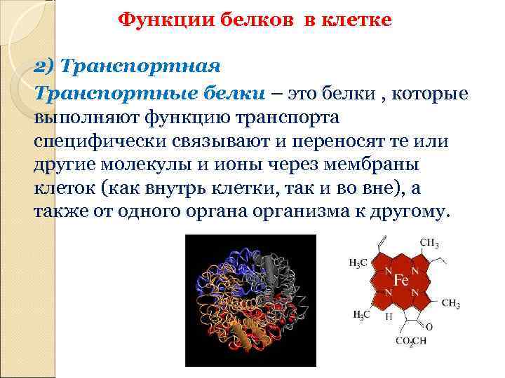 Транспортная функция белков