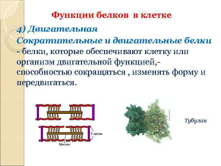 Двигательные белки