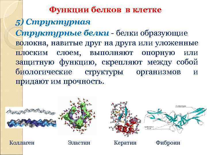 Особенности строения и функций белков
