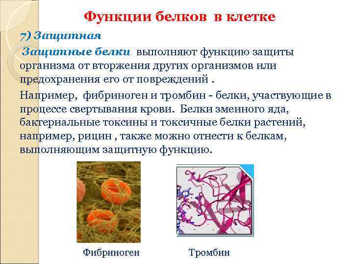 Защитные белки функции белков