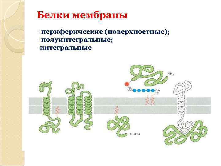 Белок оболочки. Интегральные и полуинтегральные белки мембраны. Интегральные белки мембраны функции. Мембранные белки полуинтегральные. Полуинтегральные белки функции.