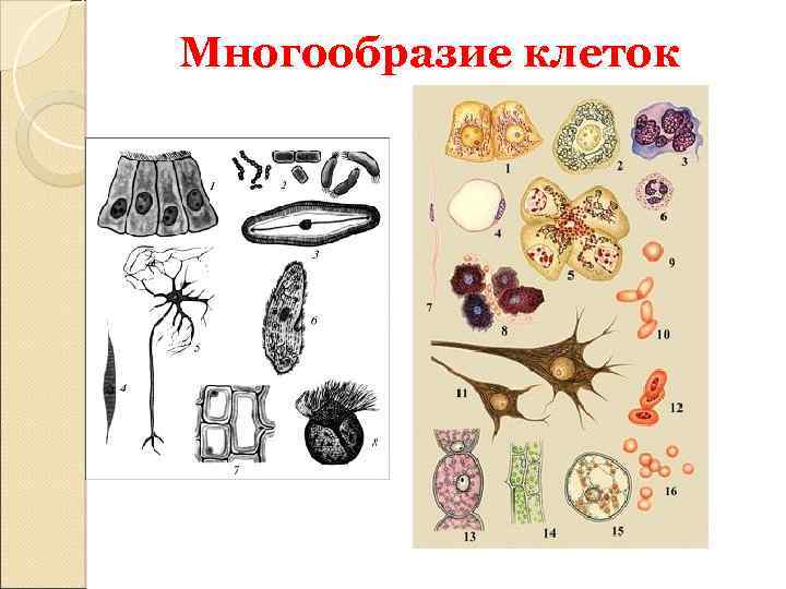 Многоклеточная ткань. Функции и строение многообразие клеток. Разнообразие клеток эукариот. Разнообразие клеток в многоклеточном организме. Многообразие клеток живых организмов.