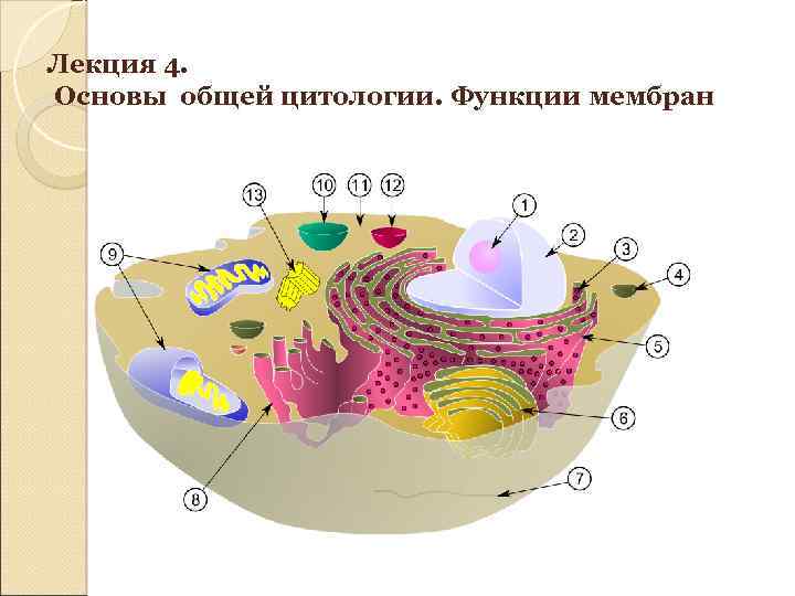 Лекция 4. Основы общей цитологии. Функции мембран 