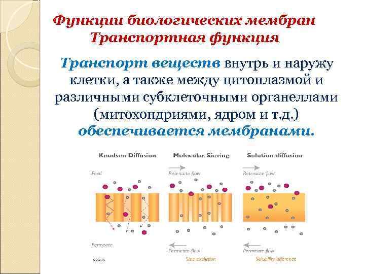 Транспортная функция. Транспортная функция мембраны клетки. Транспортная функция биомембраны. Транспортная функция биологических мембран. В чем заключается транспортная функция мембраны.