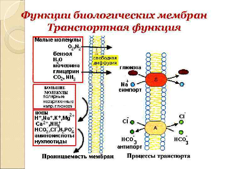 Функции мембраны 8 класс