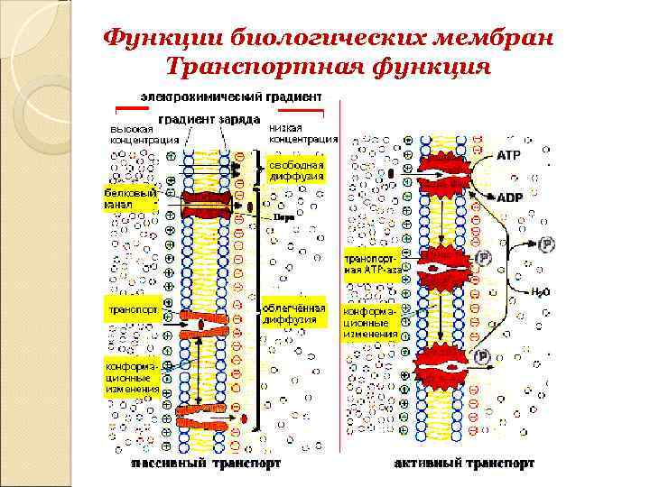 Функции биологических мембран Транспортная функция 