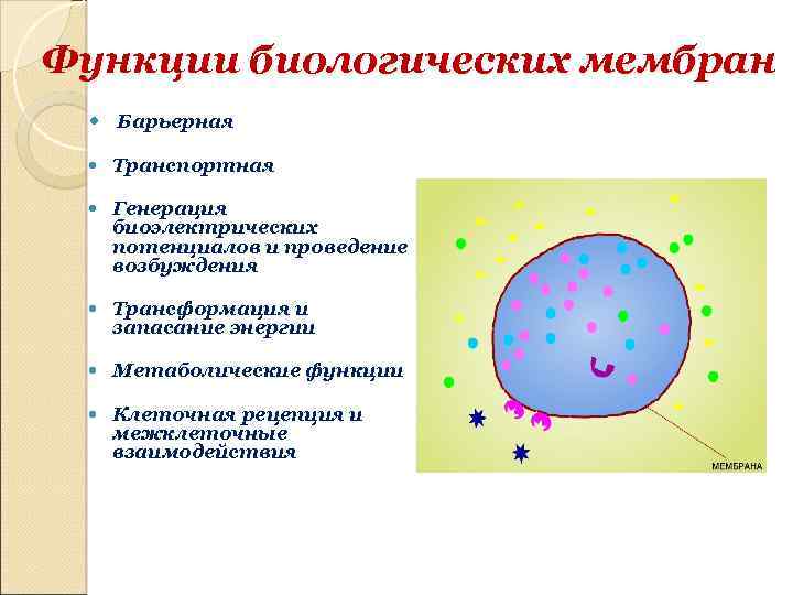 Функции оболочки. Метаболическая функция мембраны. Барьерная функция биологической мембраны. Метаболическая функция биомембран. Транспортная функция биологических мембран.