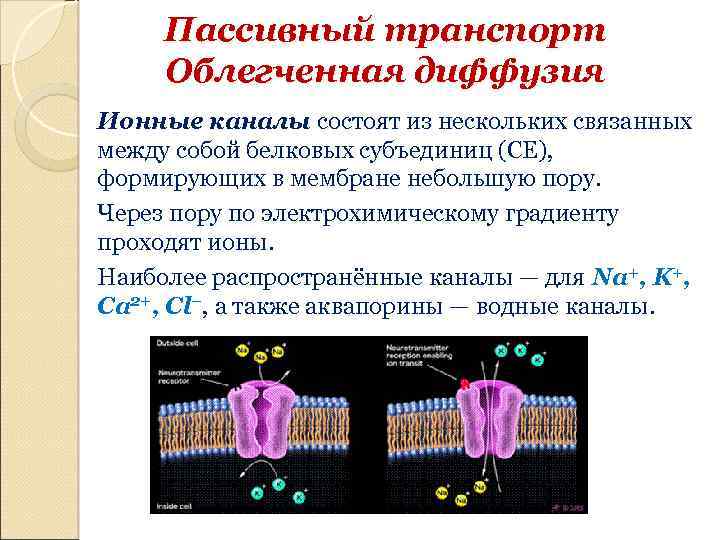 Функции мембранных белков