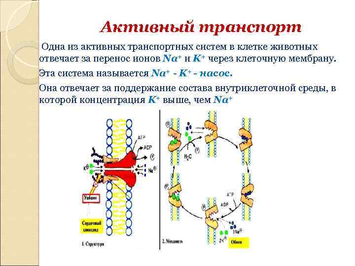 Сигнальная функция белков в организме