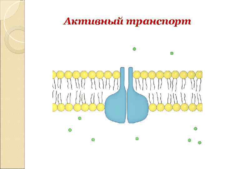 Активный транспорт 