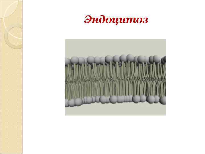 Эндоцитоз 