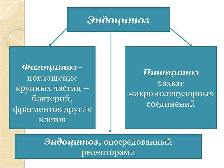 Эндоцитоз Фагоцитоз поглощение крупных частиц – бактерий, фрагментов других клеток Пиноцитоз захват макромолекулярных соединений