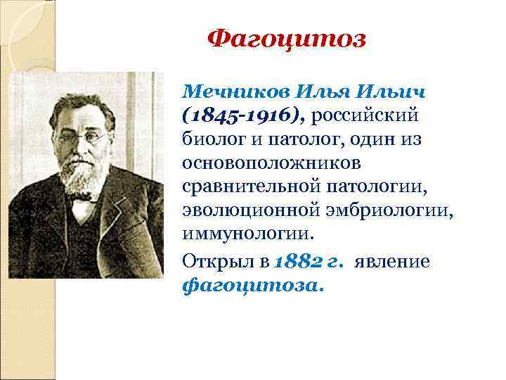 Какое явление открыл мечников. 1892 Фагоцитоз Мечников.