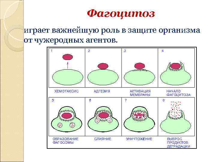 Фагоцитоз играет важнейшую роль в защите организма от чужеродных агентов. 