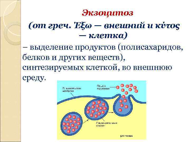 Клетка выделяет