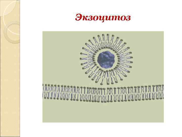 Экзоцитоз 