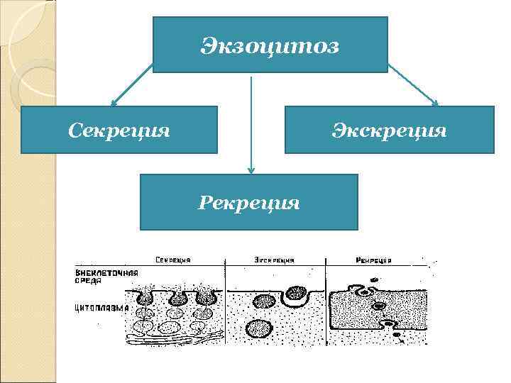 Экзоцитоз осуществляется