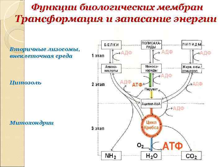 Запасание энергии у человека