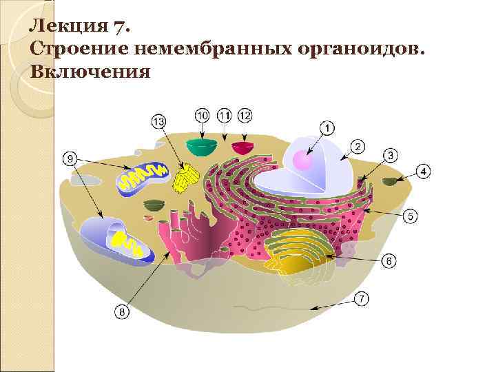 Лекция 7. Строение немембранных органоидов. Включения 