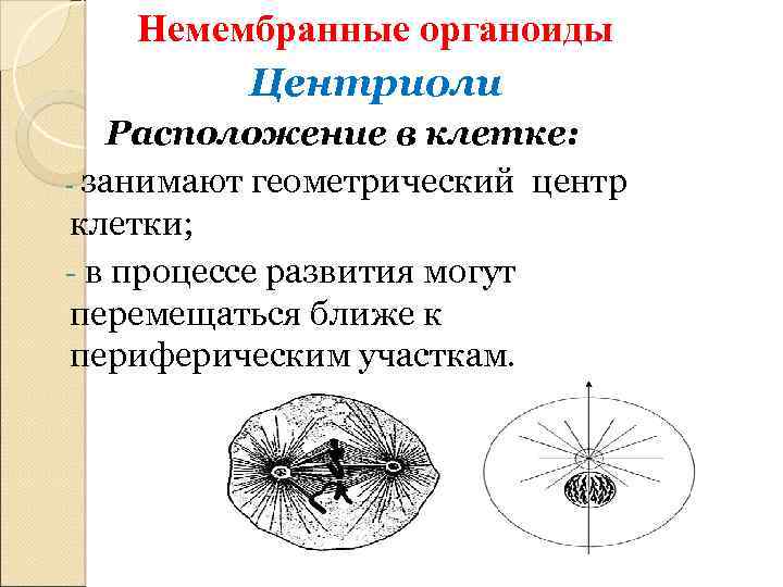 Расхождение центриолей с образованием веретена деления. Немембранные органоиды центриоли. Участвует в образовании нитей веретена деления. Немембранные органоиды клетки. Геометрический центр клетки.