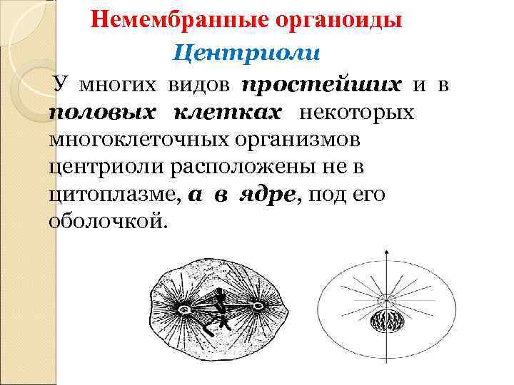 Немембранные органоиды Центриоли У многих видов простейших и в половых клетках некоторых многоклеточных организмов