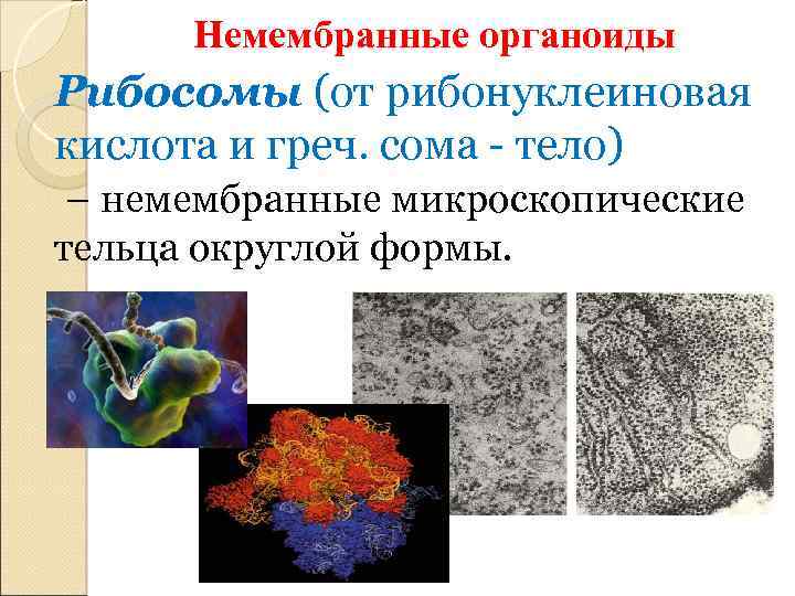 Немембранные органоиды Рибосомы (от рибонуклеиновая кислота и греч. сома - тело) – немембранные микроскопические