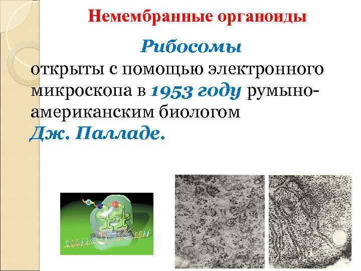 Немембранные органоиды Рибосомы открыты с помощью электронного микроскопа в 1953 году румыноамериканским биологом Дж.