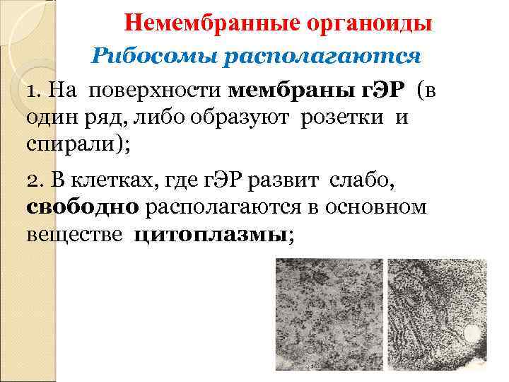 Немембранные органоиды Рибосомы располагаются 1. На поверхности мембраны г. ЭР (в один ряд, либо