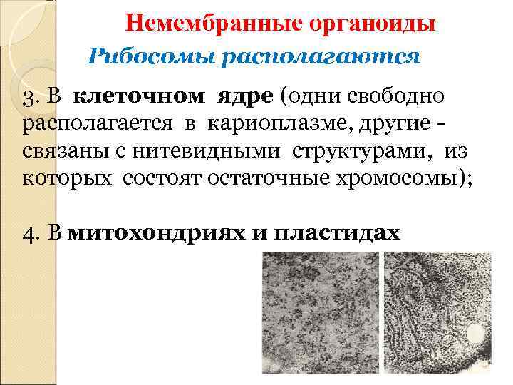 Немембранные органоиды Рибосомы располагаются 3. В клеточном ядре (одни свободно располагается в кариоплазме, другие