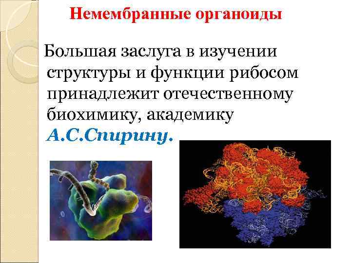 Немембранные органоиды Большая заслуга в изучении структуры и функции рибосом принадлежит отечественному биохимику, академику