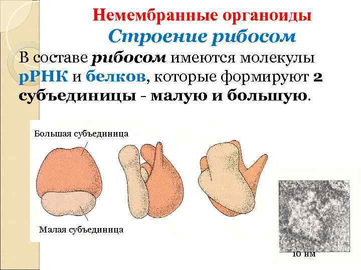 Немембранные органоиды Строение рибосом В составе рибосом имеются молекулы р. РНК и белков, которые