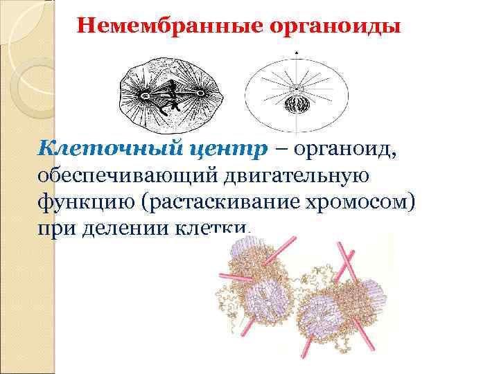 Немембранные органоиды рисунок