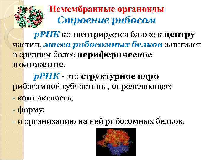 Немембранные органоиды Строение рибосом р. РНК концентрируется ближе к центру частиц, масса рибосомных белков