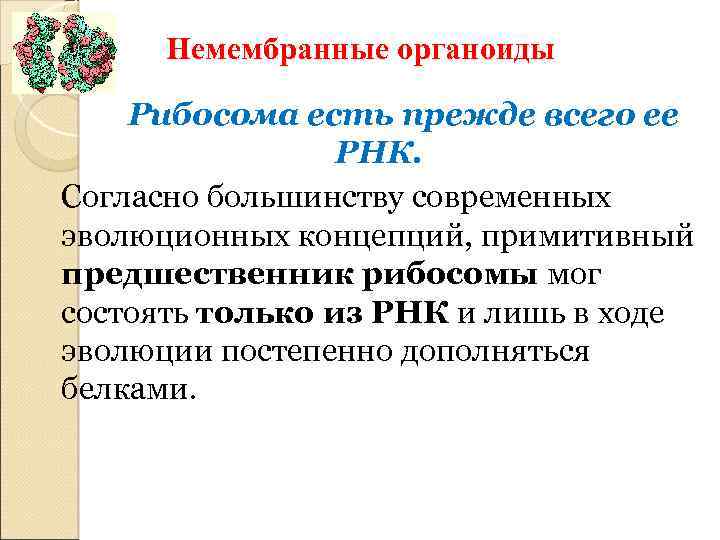 Немембранные органоиды Рибосома есть прежде всего ее РНК. Согласно большинству современных эволюционных концепций, примитивный
