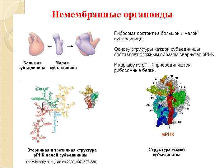 Немембранные органоиды рисунок