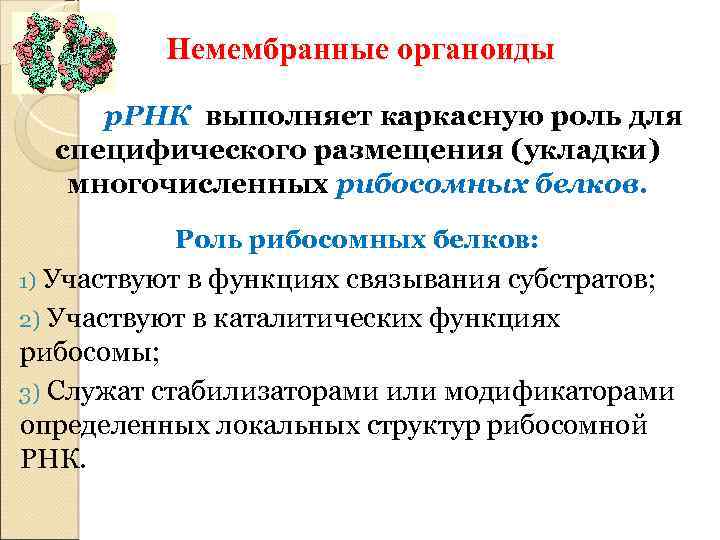 Немембранные органоиды р. РНК выполняет каркасную роль для специфического размещения (укладки) многочисленных рибосомных белков.