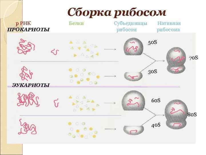 Немембранные структуры обеспечивающие синтез белков