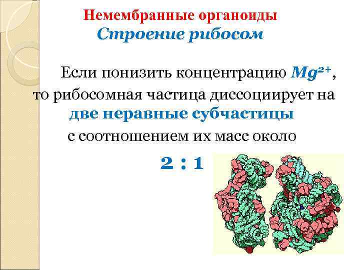 Немембранные органоиды Строение рибосом Если понизить концентрацию Mg 2+, то рибосомная частица диссоциирует на